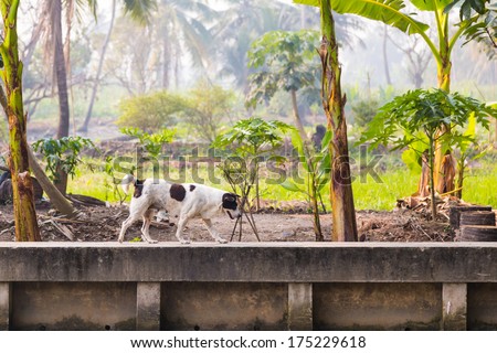 Black and white female dog on concrete canal wall in vegetable farm