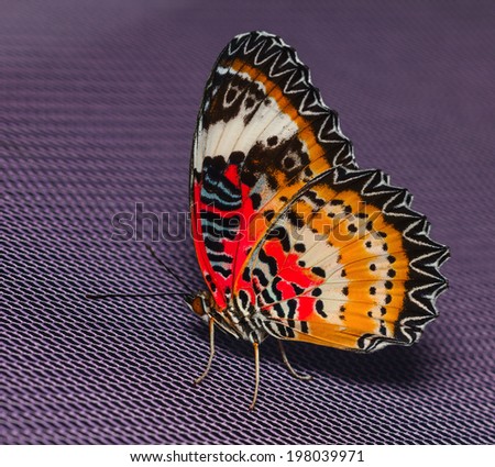 Male of Leopard lacewing butterfly resting on net