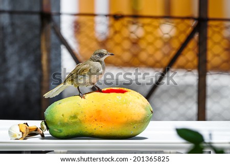 Streak-eared Bubul bird (Pycnonotus blanfordi) waiting to eat fruit