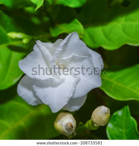 White flower cape jasmine ,  common gardenia