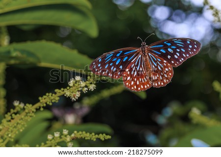 Open wing of Dark Blue Tiger butterfly on tree