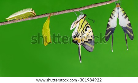 Five bar swordtail butterfly (antiphates pompilius) life cycle