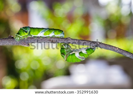 Mature caterpillars of great mormon butterfly on twig before molting