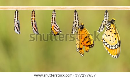Mature cocoon transform to Tawny Coster butterfly with clipping path