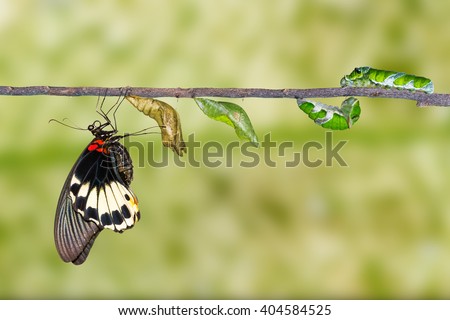 Life cycle of female great mormon butterfly from caterpillar