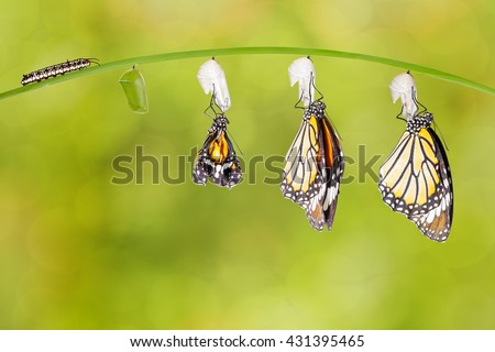 Transformation of common tiger butterfly emerging from cocoon with caterpillar