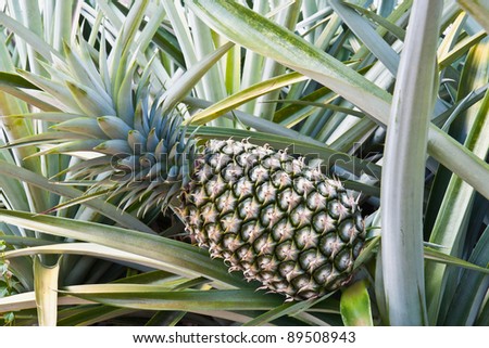 Close-up of green pineapple on tree