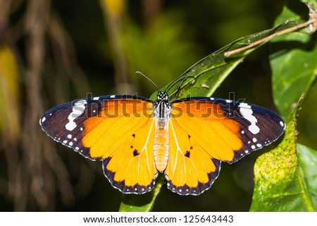 Close up of back side of the Plain Tiger butterfly sunbathing on green leaf