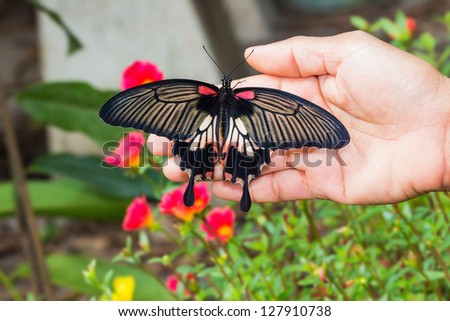 Back side of great mormon butterfly clinging on human hand in the garden