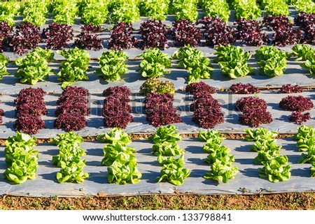 Salad vegetables (green butterhead, red coral, red oak leaf lettuce) plantation