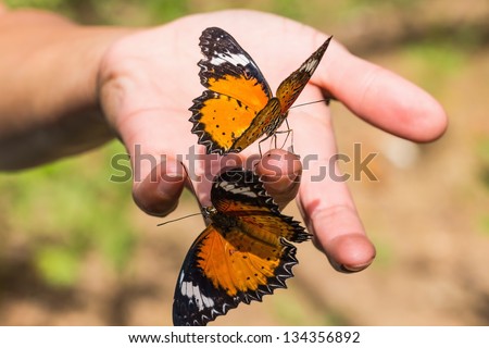 The leopard lacewing (Cethosia cyane euanthes) butterflies clinging on human hand