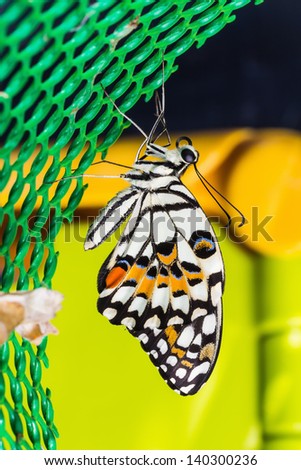 Newly born lime butterfly (Papilio demoleus malayanus) clinging on green plastic net