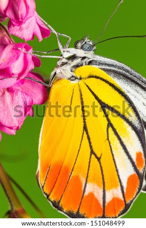 Close up of Painted Jezebel (Delias hyparete metarete) butterfly clinging on mexican creeper flower