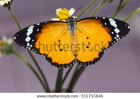 Close up of back side of plain tiger (Danaus chrysippus chrysippus) butterfly visiting coat buttons flower