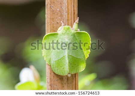 Close up of male roseapple caterpillar moth or small-tent moth (Trabala pallida walker) in nature