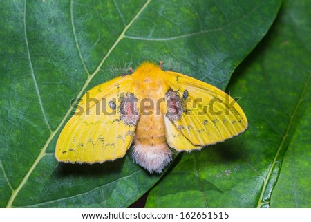 Close up of female roseapple caterpillar moth or small-tent moth (Trabala pallida walker) on green leaf, back side, open wings