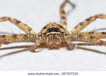 Close up of huntsman spider or giant crab spider, front view