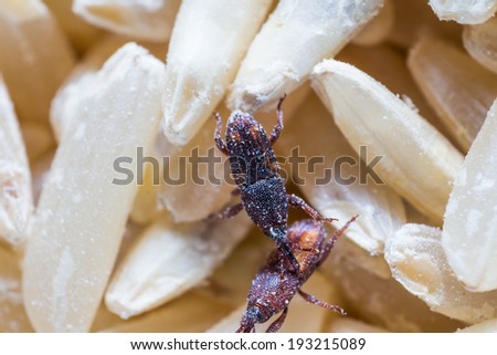 Close up of adult rice weevils (Sitophilus oryzae) on the rice grain