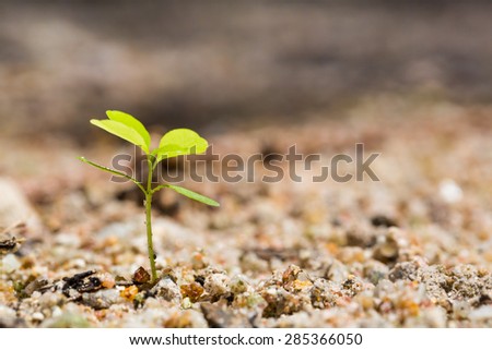 Green sprout growing from ground, new or start or beginning concept