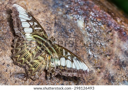 Close up of Clipper (Parthenos sylvia) butterfly with tattered wings puddling on the rock in nature, dorsal view