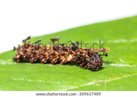 Close up of Commander (Moduza procris) caterpillar on its host plant leaf, focusing on its face