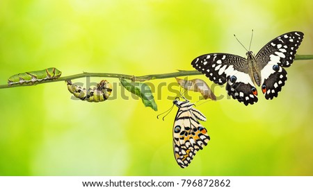 Lime butterfly or Lemon butterfly (Papilio demoleus) life cycle, from caterpillar to pupa and its adult form