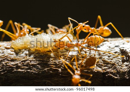 Red weaver ants try to eat their food and take back to their nest