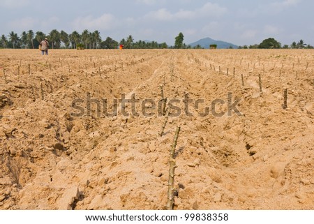 Cassava planting on cultivated land with rutted soil, Thailand