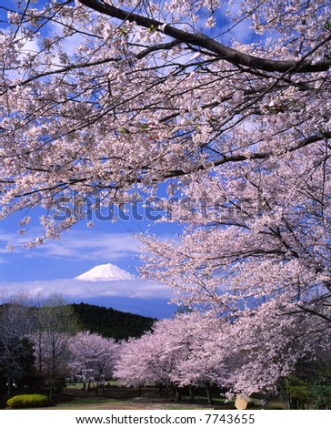 Cherry blossoms with Mount Fuji