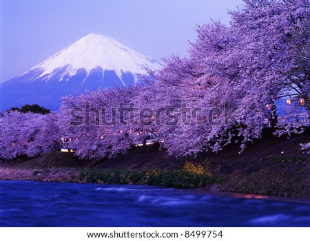 Beautiful cherry blossoms with snow-capped Mount Fuji in evening Beautiful cherry blossoms with snow-capped Mount Fuji in evening