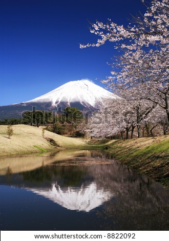 Beautiful cherry blossoms with snow-capped Mount Fuji