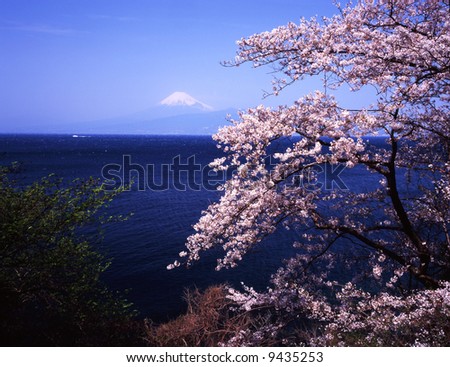 Cherry blossoms with Mount Fuji