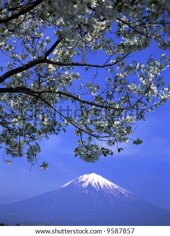 White cherry blossoms in full bloom with Mount Fuji in the background