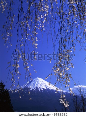 weeping cherry tree pictures. stock photo : A weeping cherry