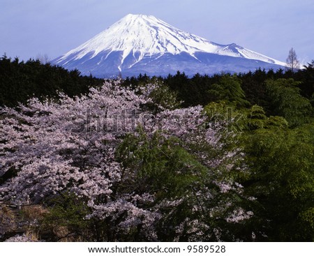 Cherry blossoms and bamboo with Mount Fuji