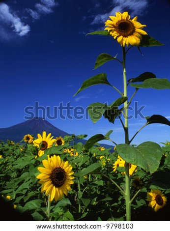 A big sun flowers field near Mount Fuji