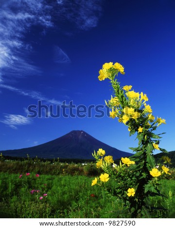 An evening primrose flower bloom with Mt,Fuji