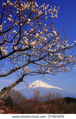 Mt.Fuji and Japanese apricot flower