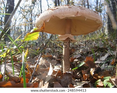 Nature background - Mushroom in the forest close-up