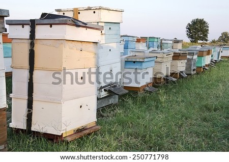 Agricultural landscape - Bee hives in the apiary in the field