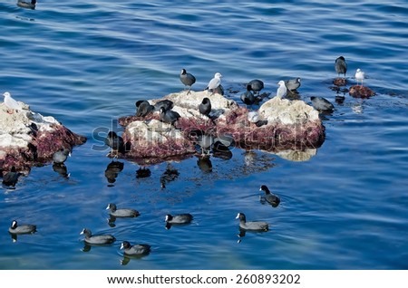 Birds - coots and gulls in water of sea