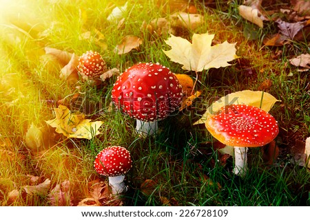 Red Mushroom in the Woods