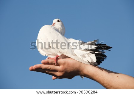 white pigeon in hand against sky
