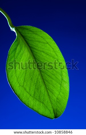 Green leaf close up on a dark blue background