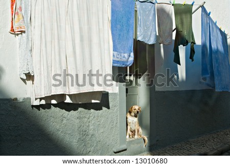 Dog and drying up linen in small city street