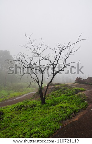 dry tree in fog