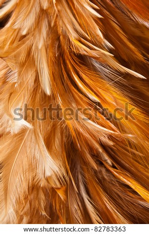 Feather brush