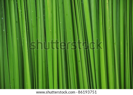 reeds texture background