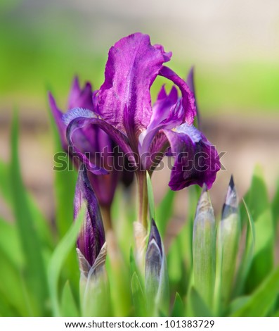 Beautiful Purple Spring Iris Flowers outdoors