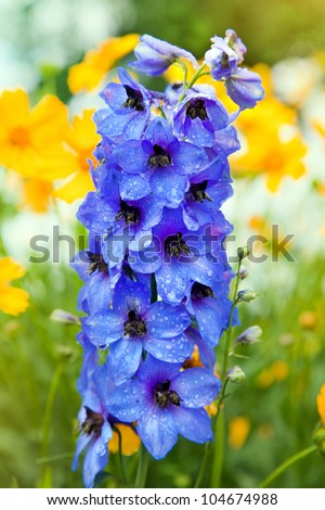 Blue Colored Delphinium Flowers and many yellow flowers  in Field
